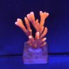 Montipora Digitada Laranja M
