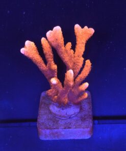 Montipora Digitada Laranja M