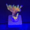 Montipora Forest Fire M