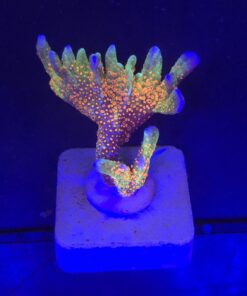 Montipora Forest Fire M