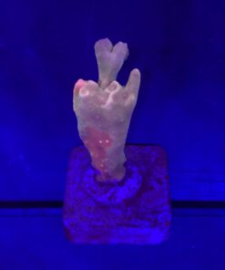 Montipora Setosa Grafted M