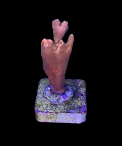 Alternative view of Montipora Setosa Grafted M