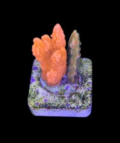 Alternative view of Montipora Setosa Grafted M