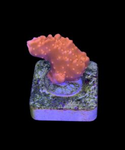 Alternative view of Montipora Setosa P