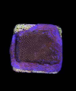 Montipora Superman M