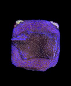 Montipora Superman M