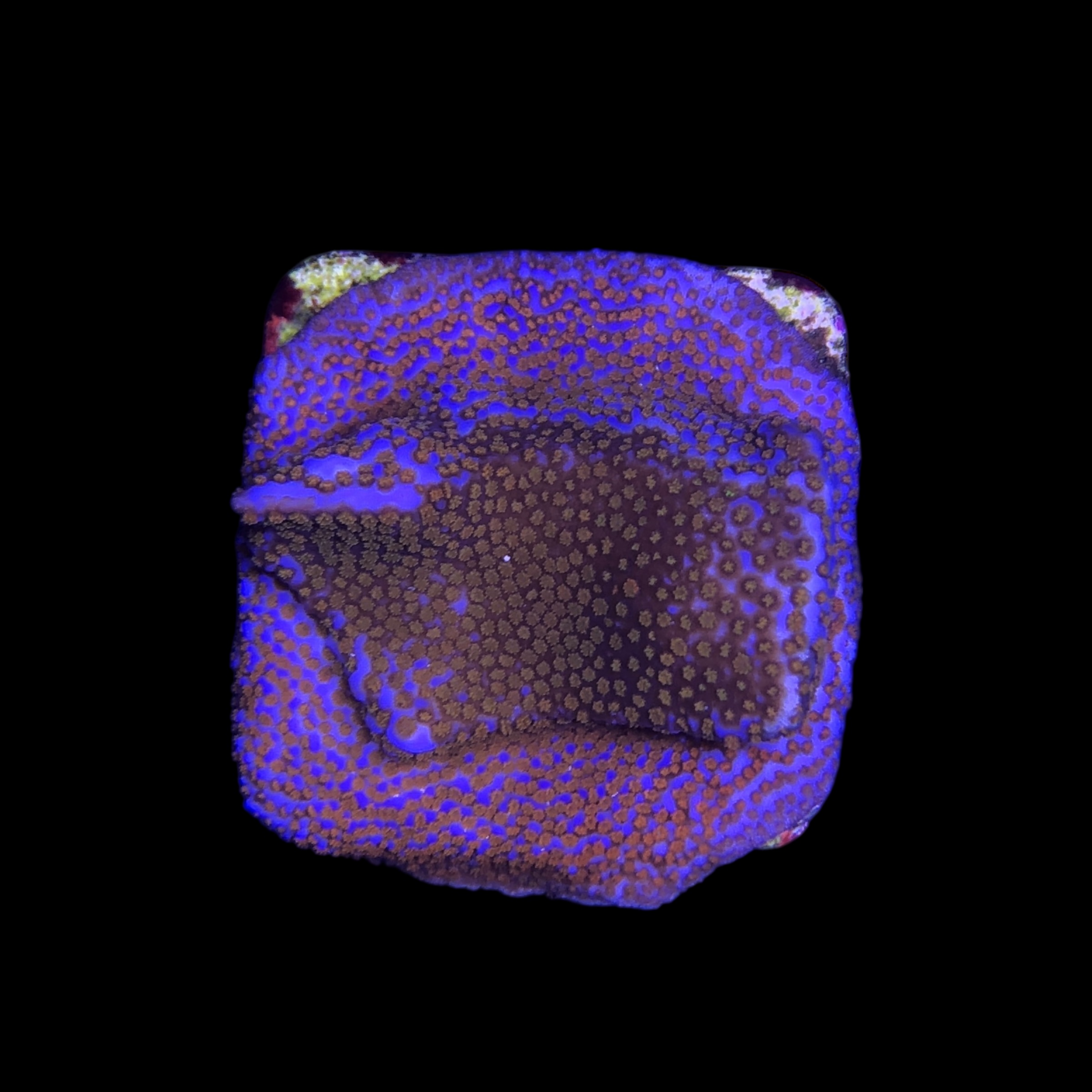 Montipora Superman M