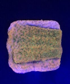 Montipora Tropic Thunder M