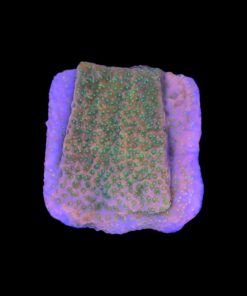 Alternative view of Montipora Tropic Thunder M