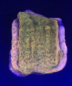 Montipora Tropic Thunder M