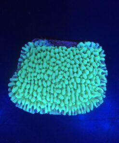 Montipora Undata Green Purple Polyps M