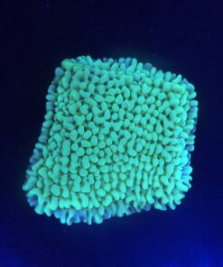 Montipora Undata Green Purple Polyps M