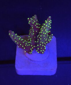 Nana Purple Neon Polyps M