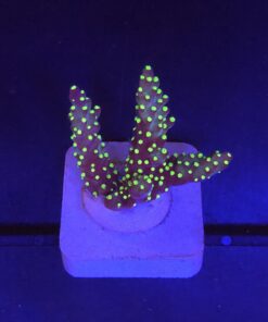 Nana Purple Neon Polyps M