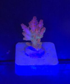 Red Devil Island P NOVIDADE