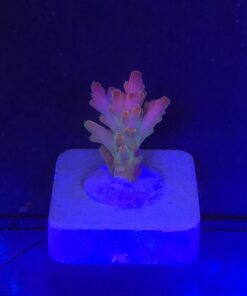 Red Devil Island P NOVIDADE