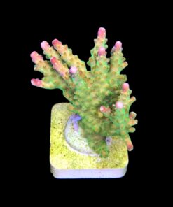 Alternative view of Paletta Pink Tips G