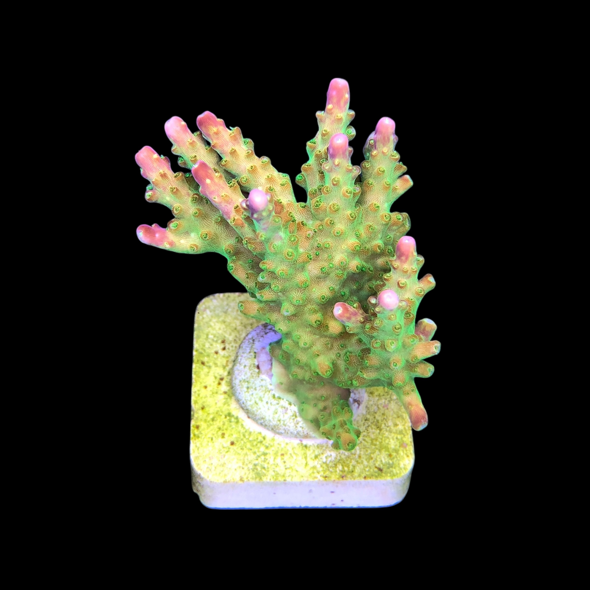 Paletta Pink Tips G - Imagem 2