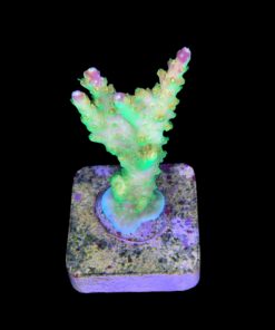 Alternative view of Paletta Pink Tips M