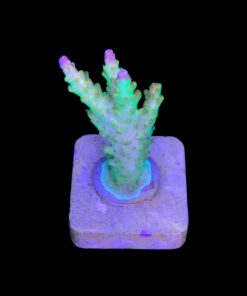 Alternative view of Paletta Pink Tips M