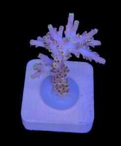 Alternative view of Pikachu M