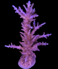 Alternative view of Pink Dragon G