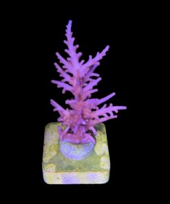 Alternative view of Pink Dragon M