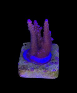 Alternative view of Pink Panther M