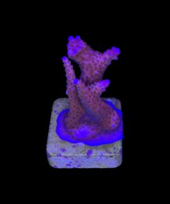 Alternative view of Pink Panther M