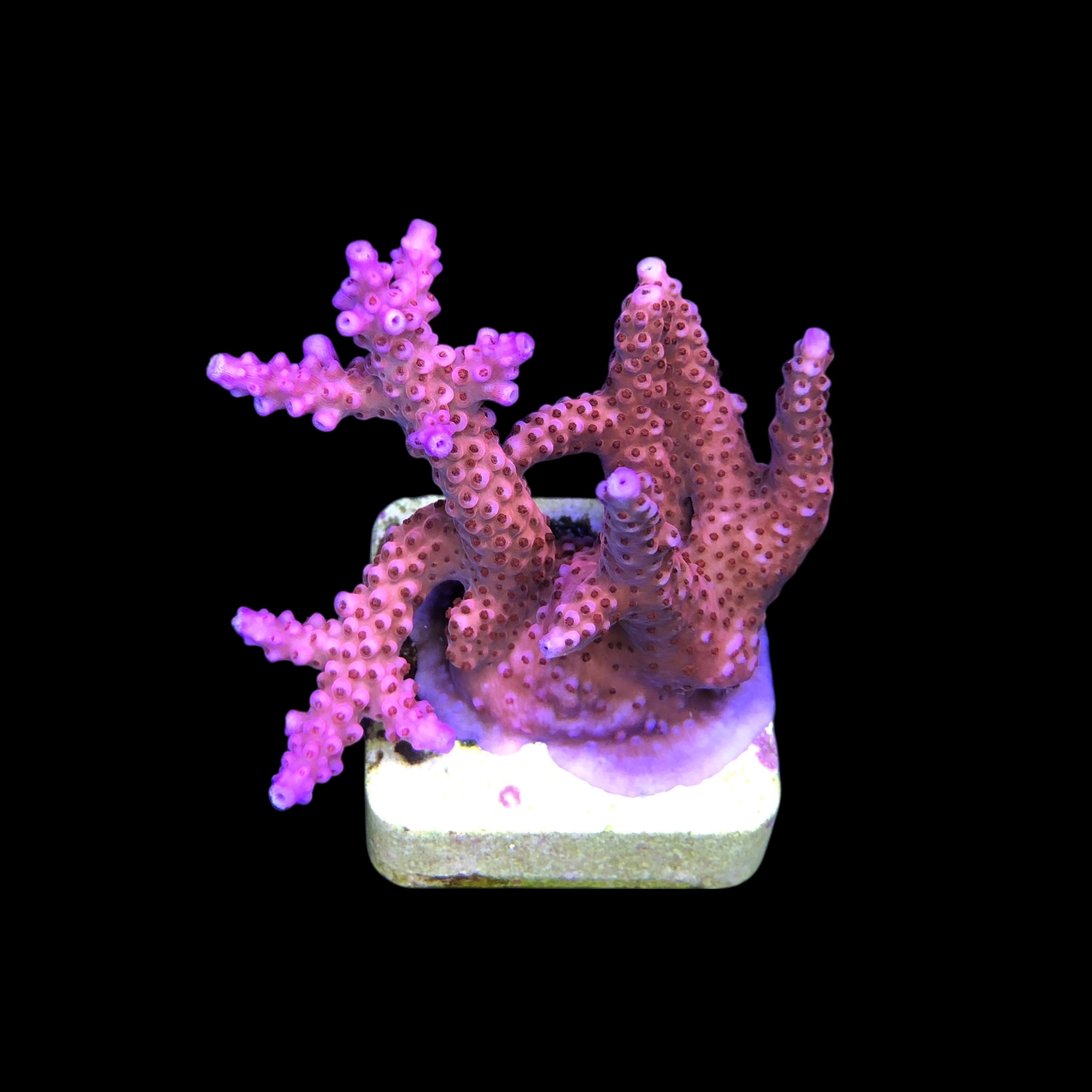 Pink Panther M - Imagem 2