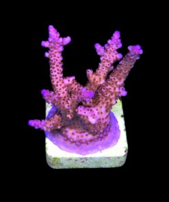 Alternative view of Pink Panther M