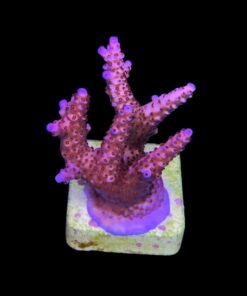 Alternative view of Pink Panther M