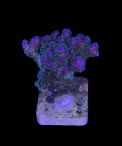 Alternative view of Pocillopora Purple M