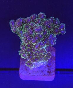 Pocillopora Purple M