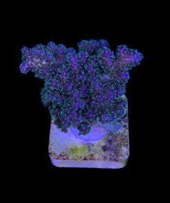 Alternative view of Pocillopora Purple M