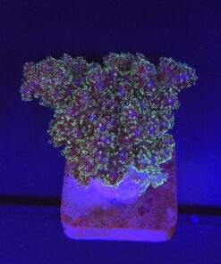 Pocillopora Purple M