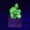 Pocillopora Green M
