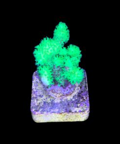 Alternative view of Pocillopora Green M