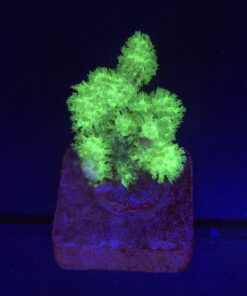 Pocillopora Green M