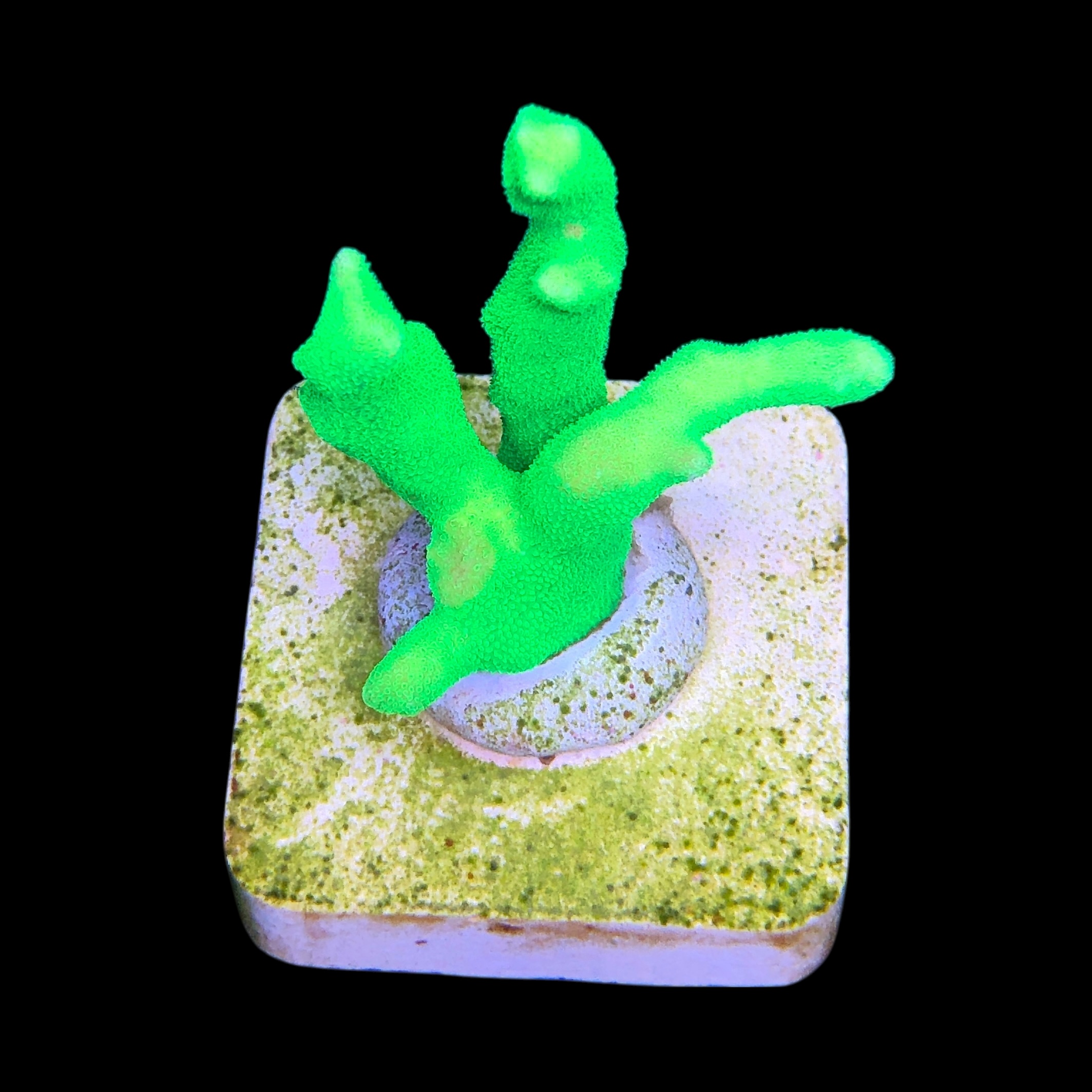 Psamocora Green M - Imagem 2