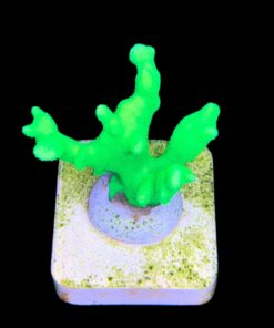 Alternative view of Psamocora Green M