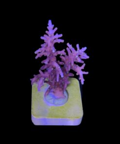 Alternative view of Red Ferrari M