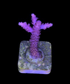 Alternative view of Red Metalic M