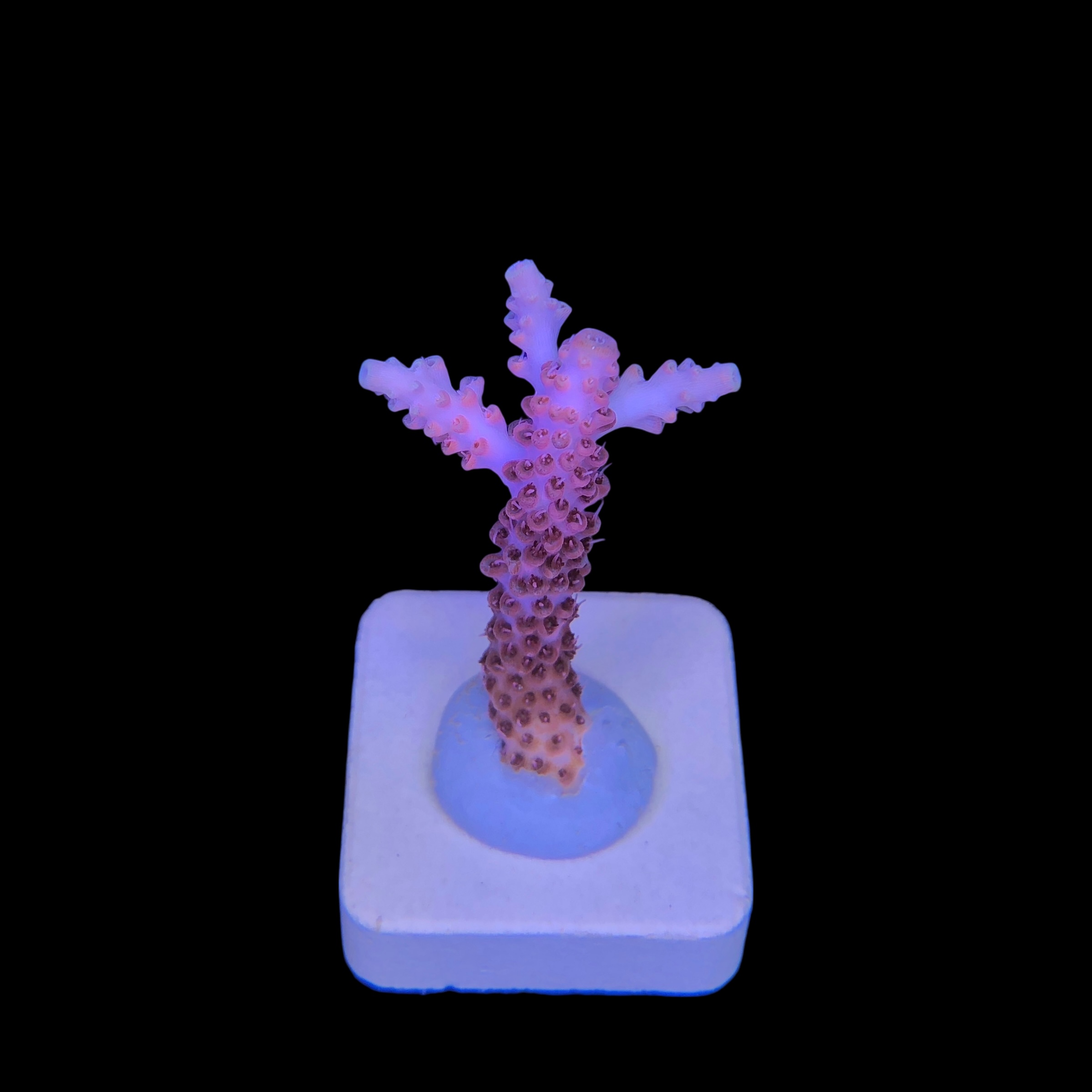 Red Metalic M - Imagem 2