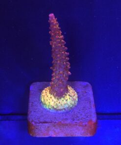 Red Robin Staghorn M