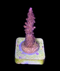 Alternative view of Red Robin Staghorn M