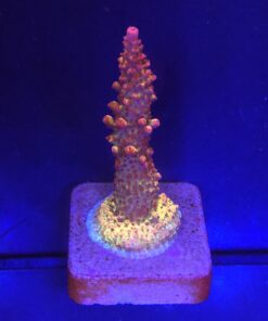 Red Robin Staghorn M