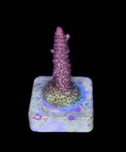 Alternative view of Red Robin Staghorn M