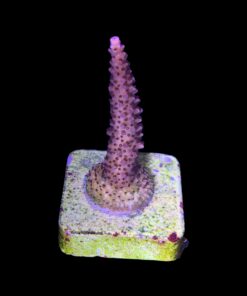 Alternative view of Red Robin Staghorn M