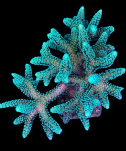 Alternative view of Seriatopora Caliendrum Mini Colônia